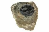 Detailed Reedops Trilobite - Atchana, Morocco #190346-2